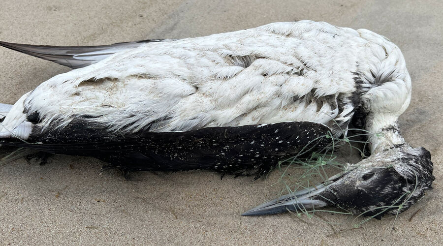 A dead loon, tangled in fishing line.