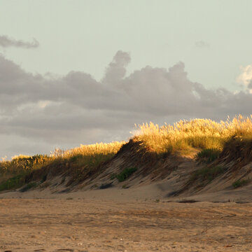 Outer Banks dunes