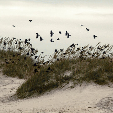 Blackbirds in the dunes