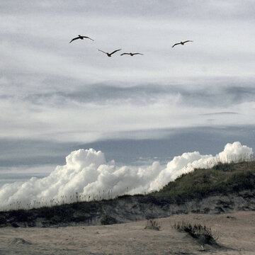 Pelicans flying over the OBX 
