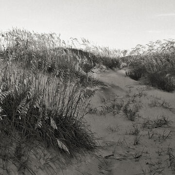 Outer Banks dunes
