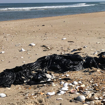 plastic sheet beach trash on Pea Island